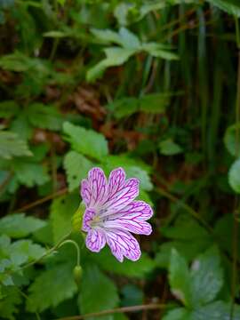 Image of Pencilled Crane's-bill