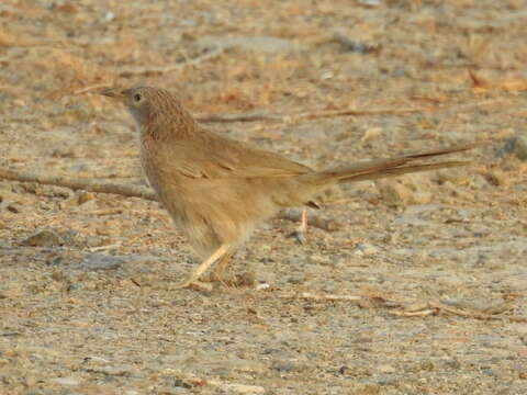 Image of Arabian Babbler