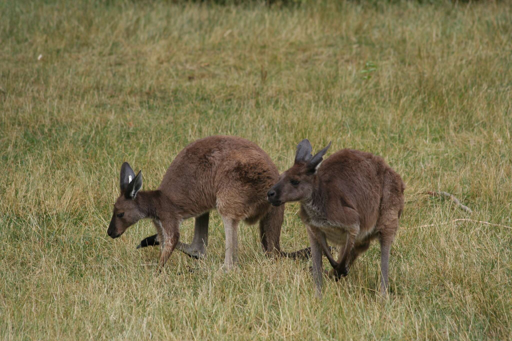 Image of Kangaroo Island Western Grey Kangaroo