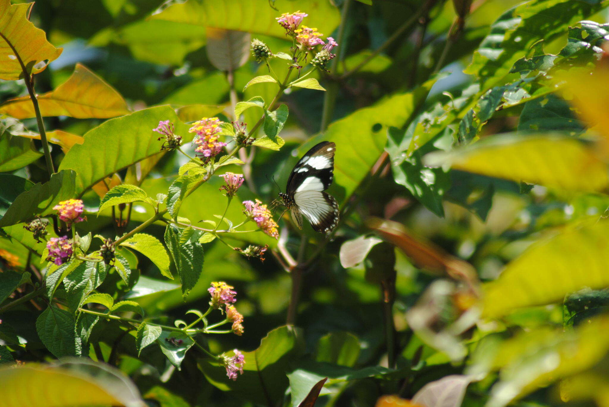 Image of <i>Papilio dardanus tibullus</i>