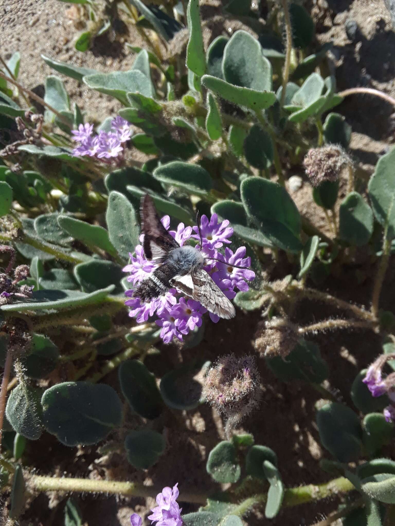 Image of Phaeton Primrose Sphinx