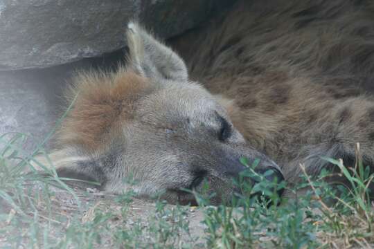 Image of Spotted Hyaenas