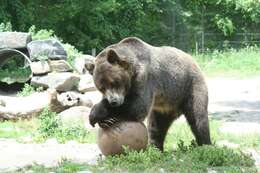 Image of grizzly bear