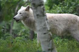 Image of Arctic wolf