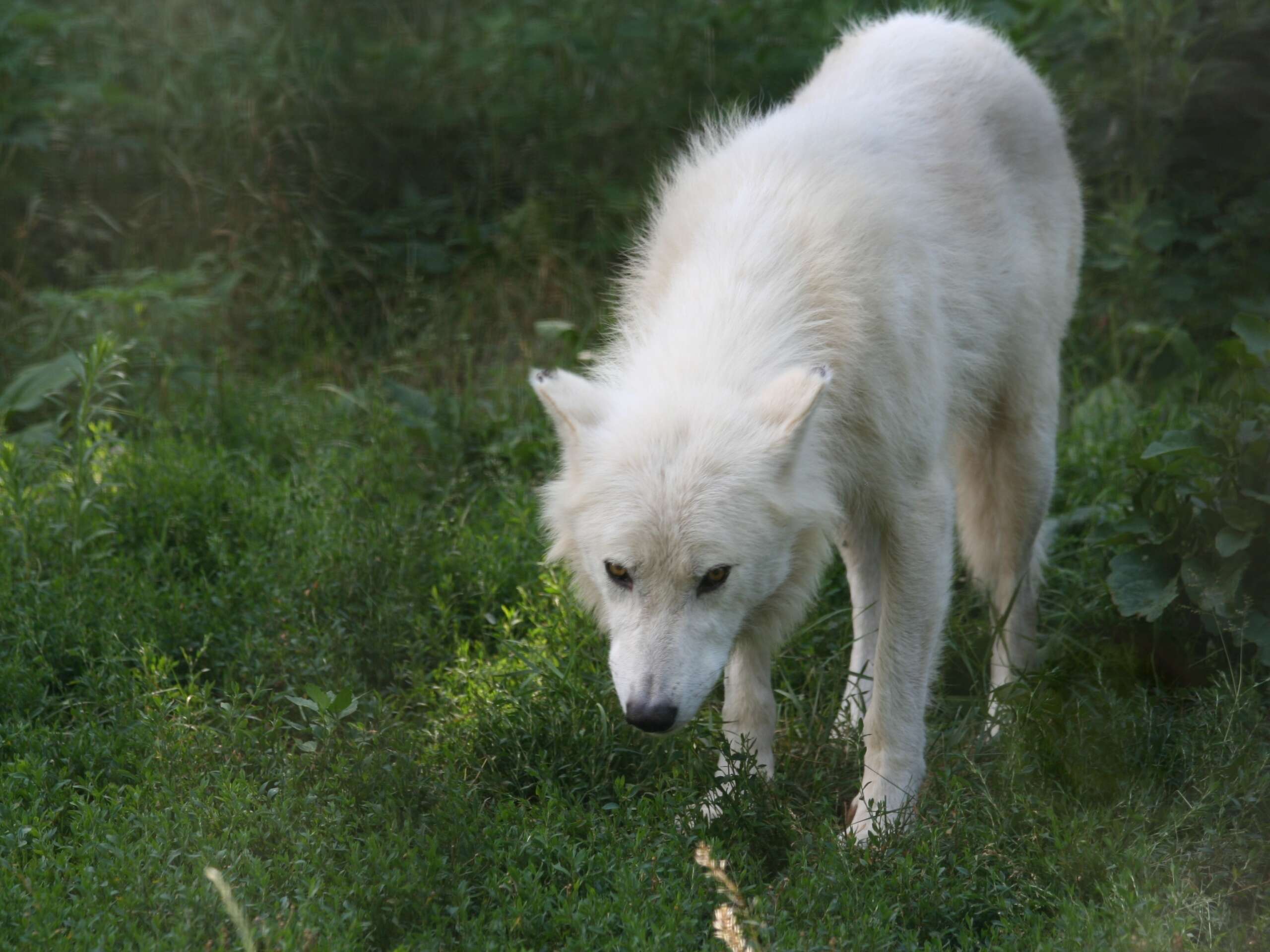 Image of Arctic wolf