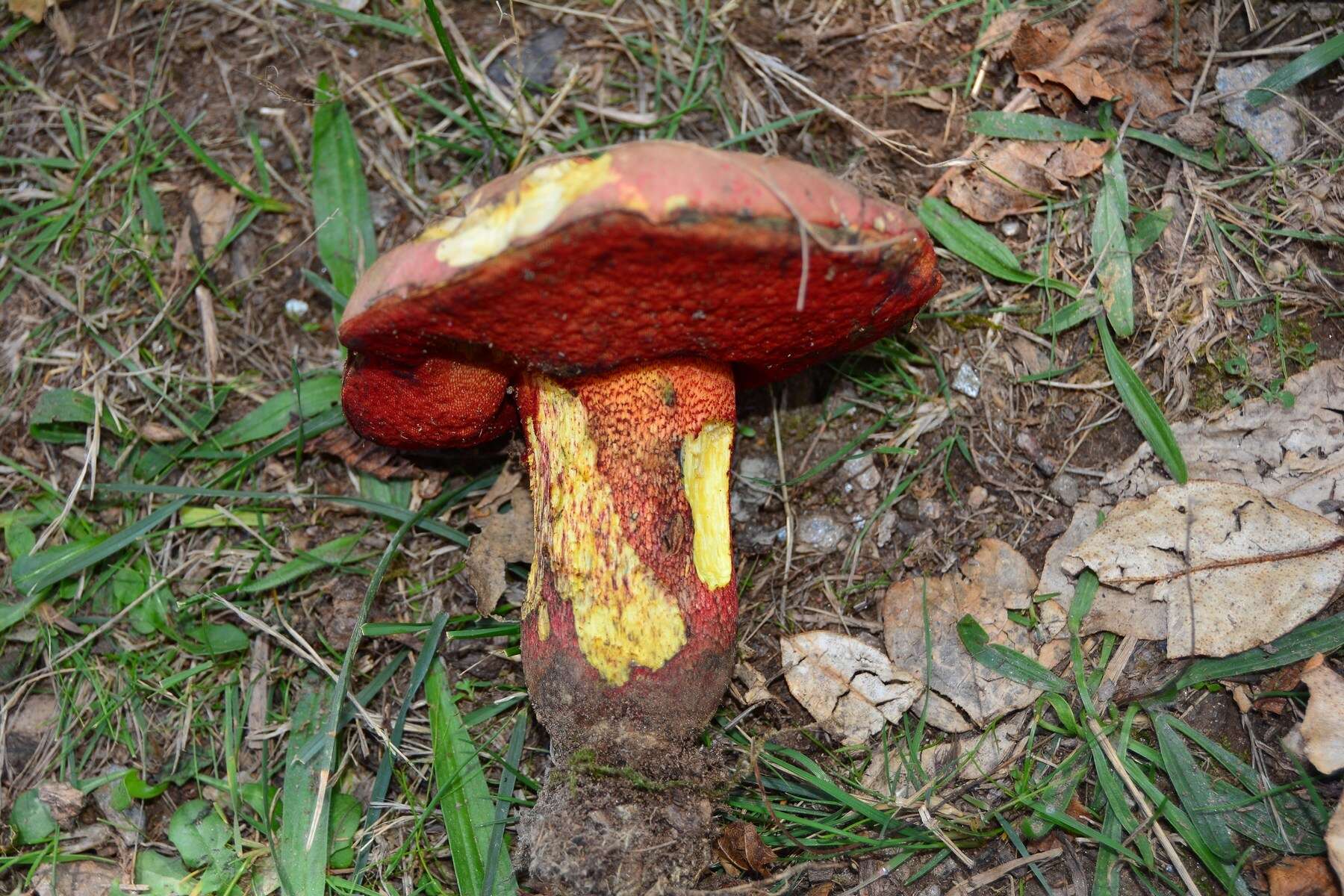 Image of ruddy bolete