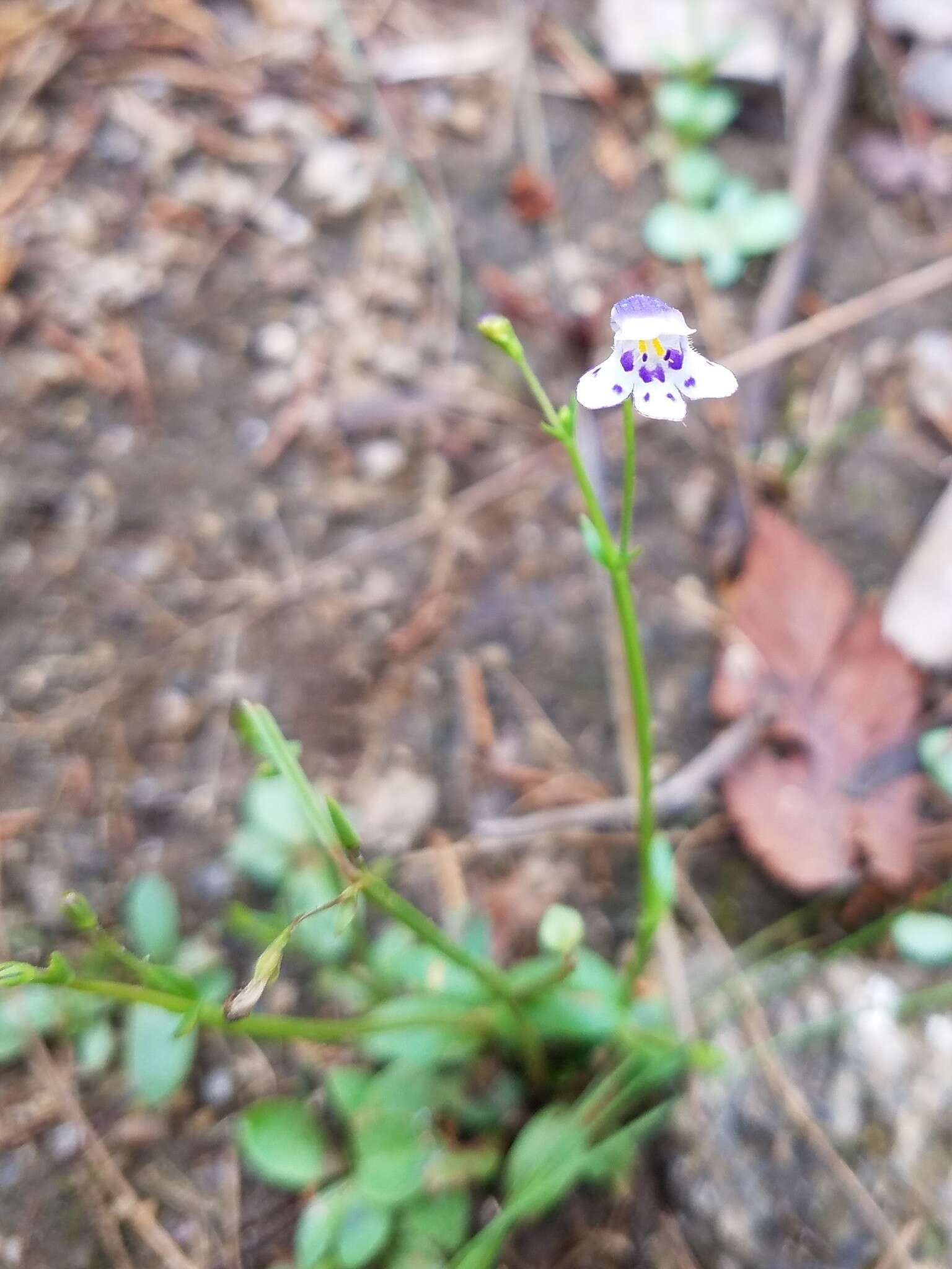 Image of Piedmont False Pimpernel