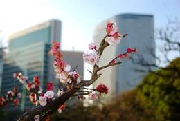 Image of Chinese plum