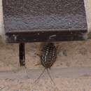 Image of Mardi Gras Cockroach