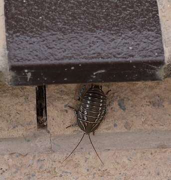 Image of Mardi Gras Cockroach