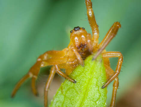 Image of Araneus pratensis (Emerton 1884)