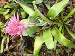 Image of urnplant