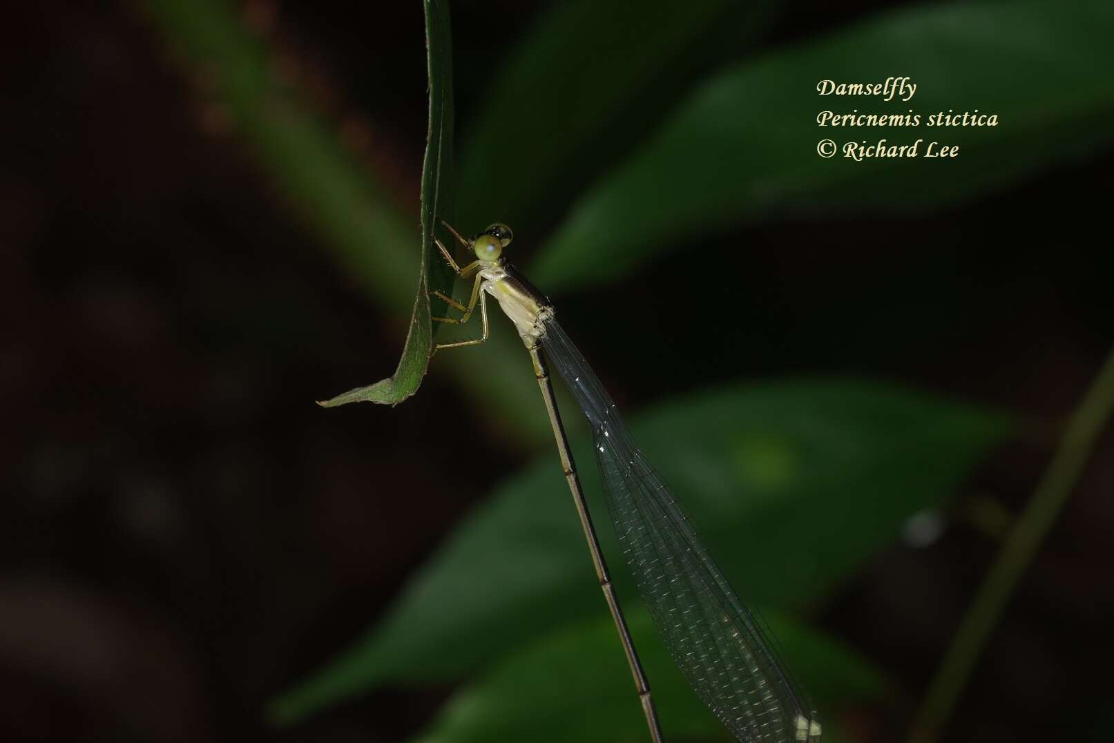 Imagem de Pericnemis stictica Hagen ex Selys 1863