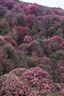 Image of Tree Rhododendron