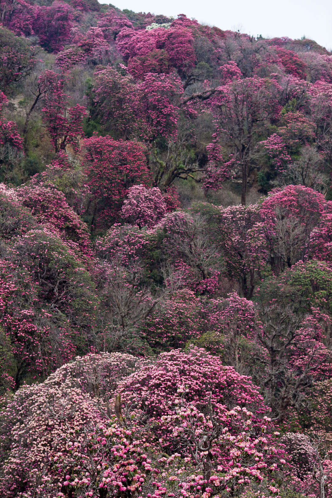 Image of Tree Rhododendron