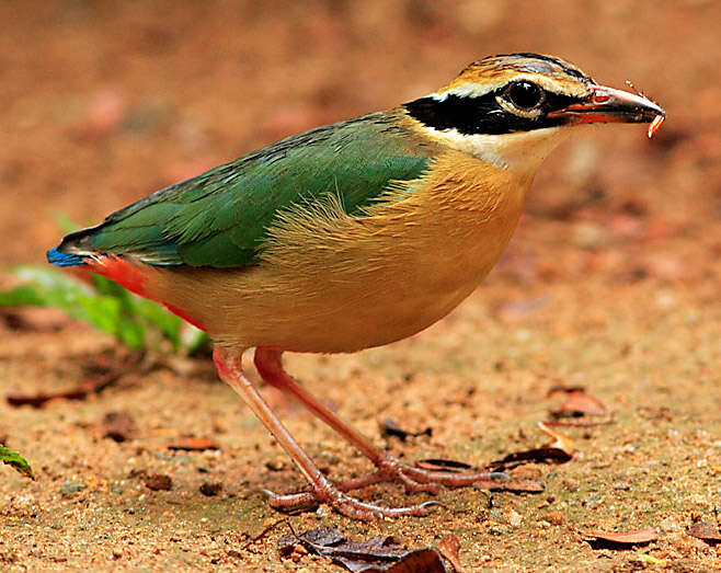 Plancia ëd Pitta brachyura (Linnaeus 1766)