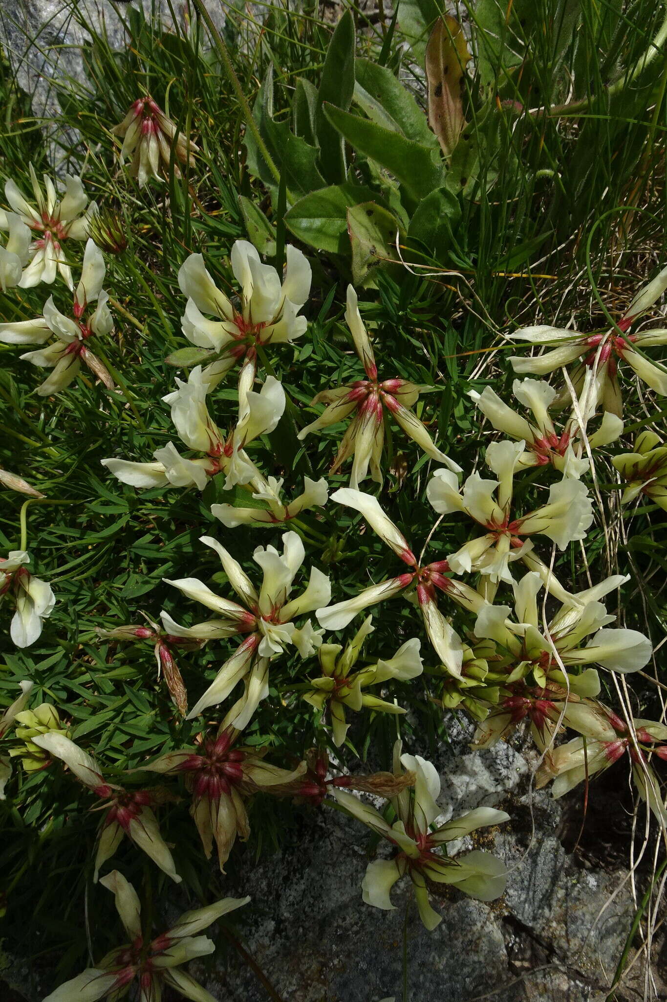 Слика од Trifolium polyphyllum (C. A. Mey.) Latsch.