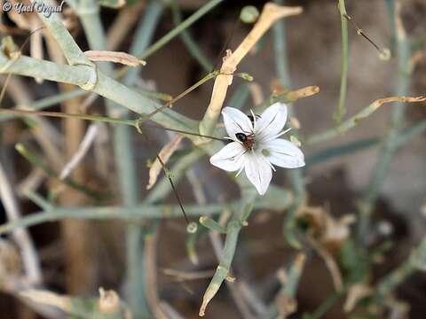 Слика од Gypsophila capillaris (Forsk.) C. Chr.