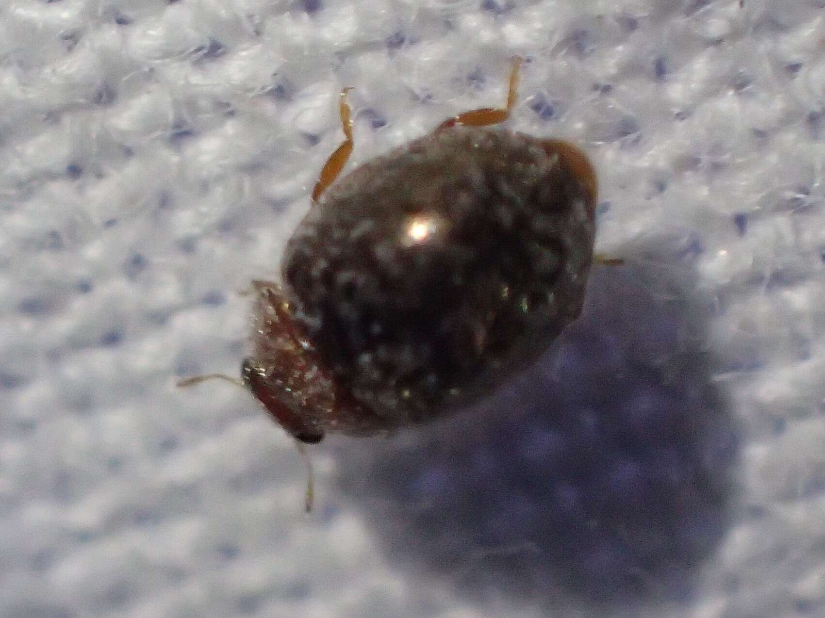 Image of Lady beetle