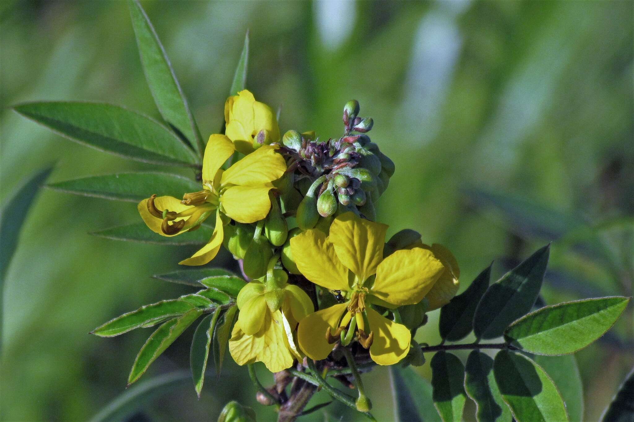 Senna scabriuscula (Vogel) H. S. Irwin & Barneby resmi