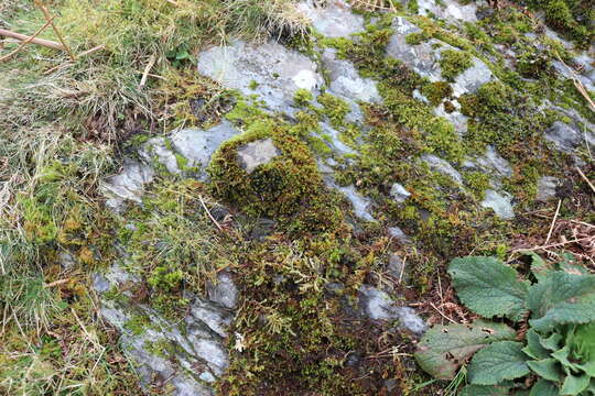 Image of Tamarisk Scalewort