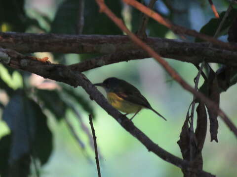 Image of Spotted Tody-Flycatcher