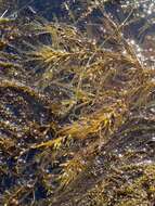 Слика од Sargassum horneri