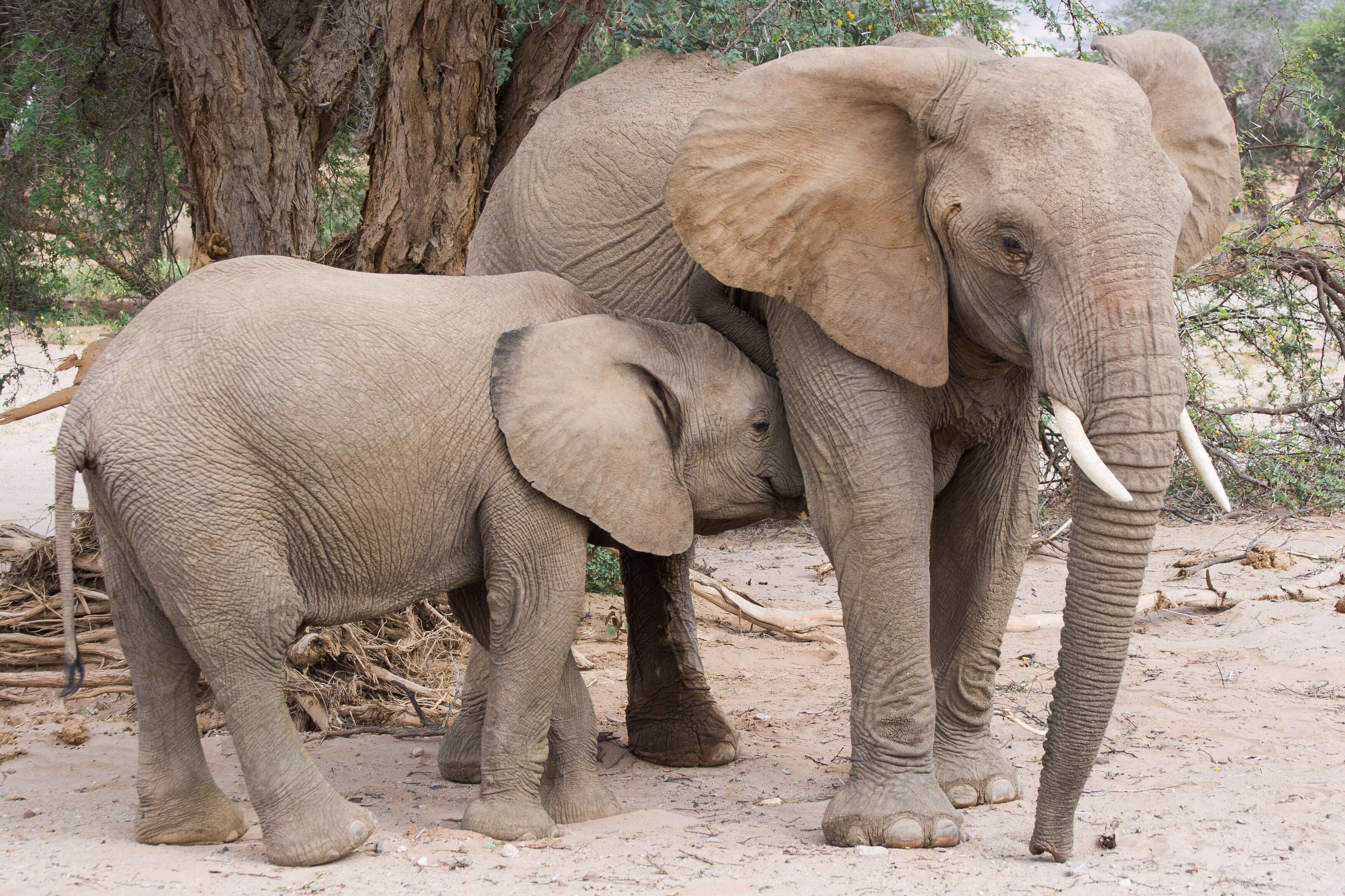 Image of African bush elephant