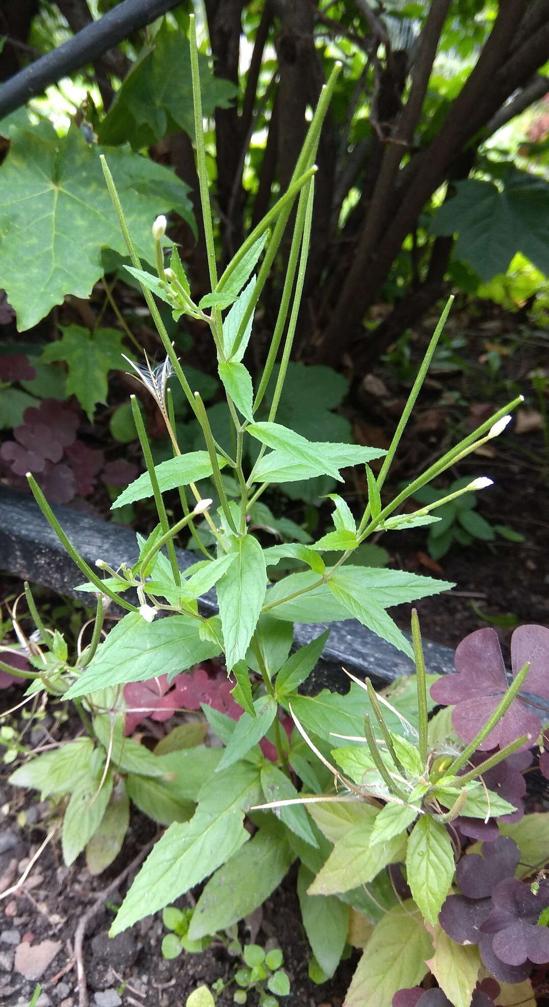 Imagem de Epilobium pseudorubescens A. K. Skvortsov