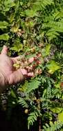 Image of Cooper's milkvetch