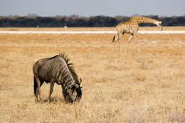 Image of Angolan giraffe