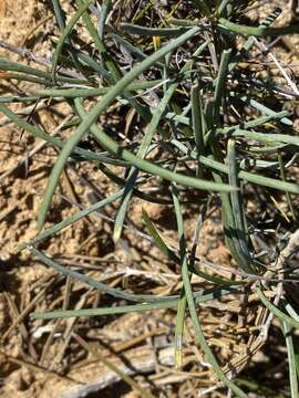 Image of Grevillea nudiflora Meissn.