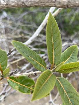 صورة Cordia rickseckeri Millsp.