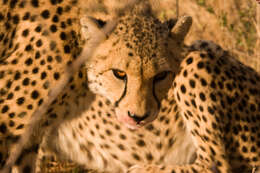 Image of Namibian cheetah