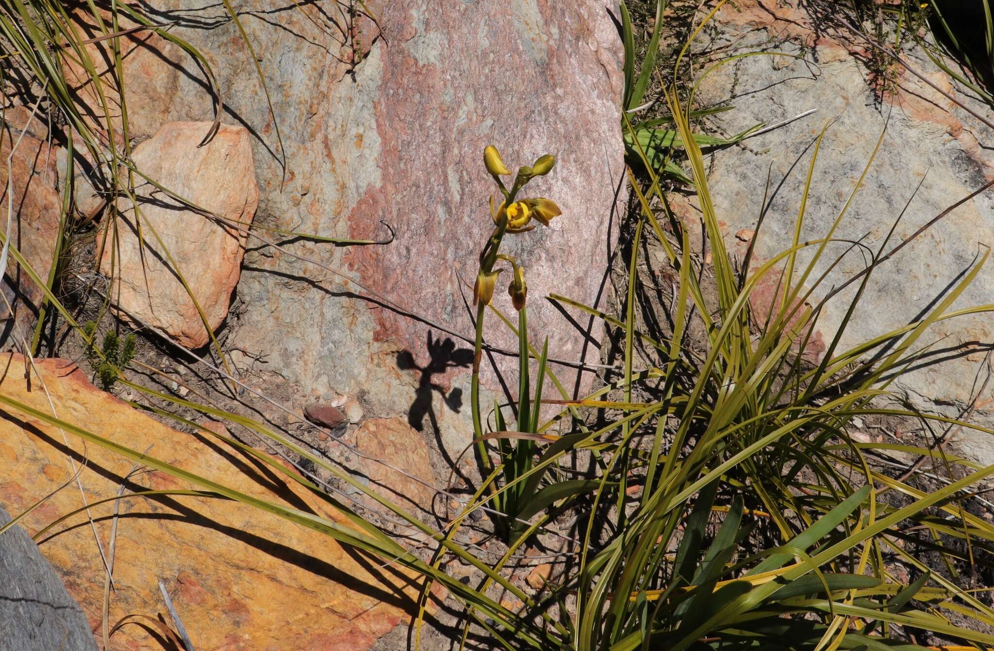 Eulophia platypetala Lindl.的圖片