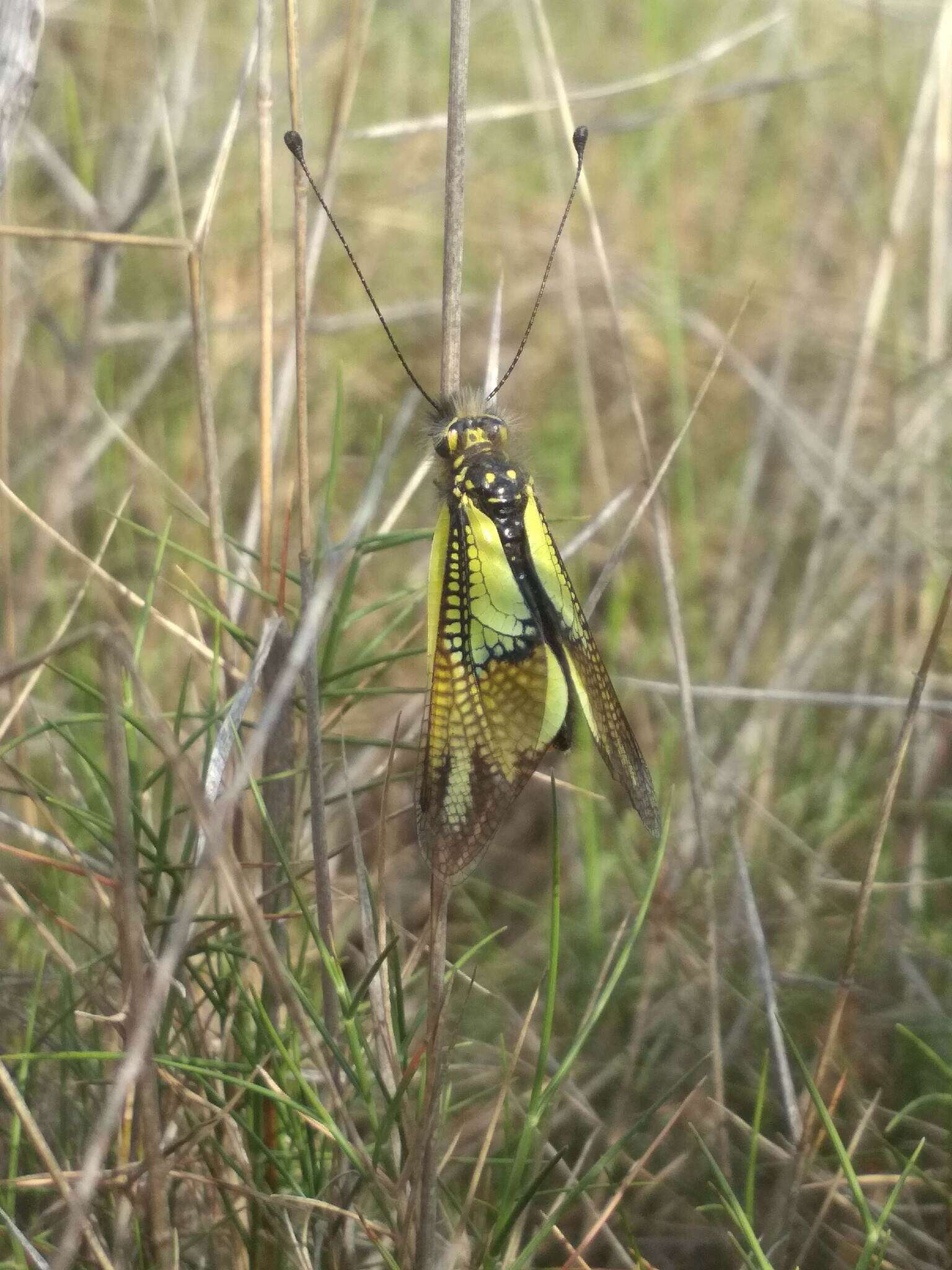 Image of Libelloides cunii (Navás 1901)