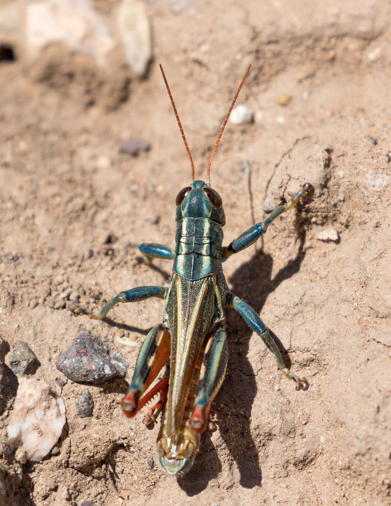 Image of Melanoplus thomasi Scudder & S. H. 1897