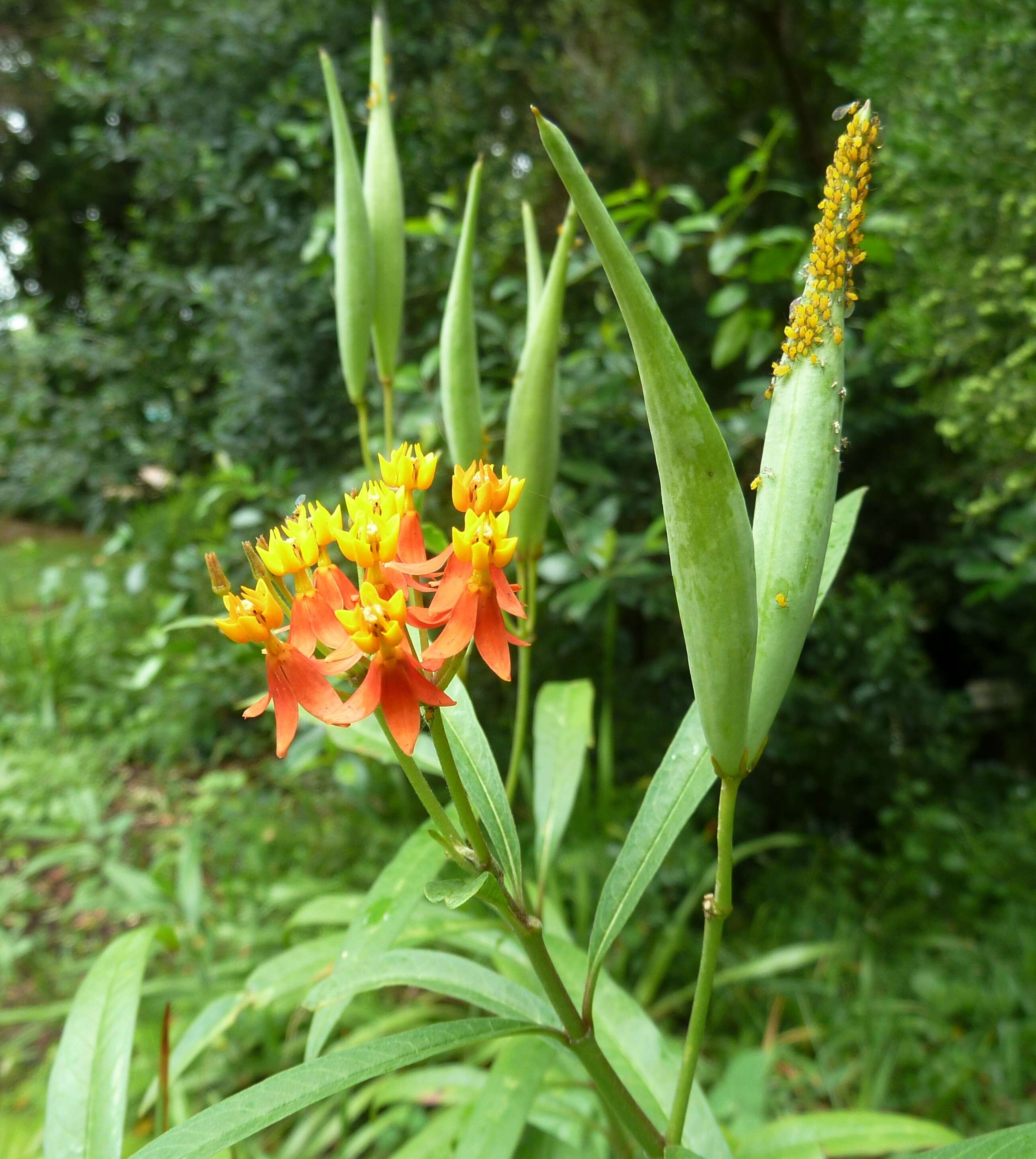 Image de Asclepias curassavica L.