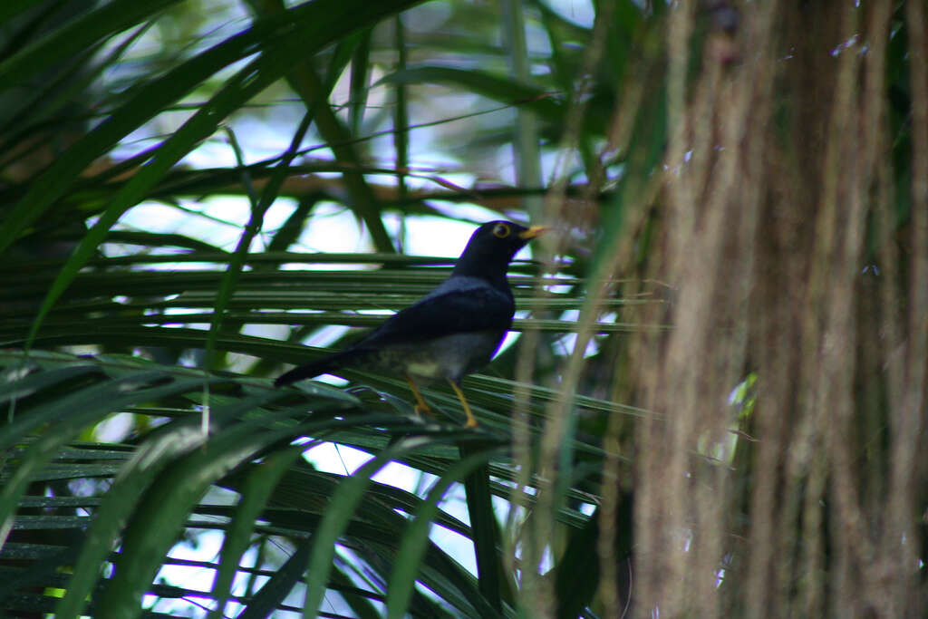 Plancia ëd Turdus flavipes Vieillot 1818