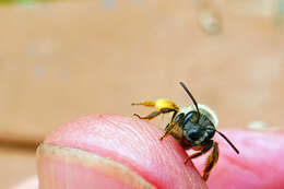 Image of Andrena rufosignata Cockerell 1902