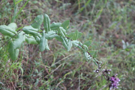 Plancia ëd Acourtia hidalgoana B. L. Turner