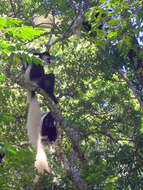 Image of Mantled Colobus