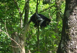 Image of Mantled Colobus