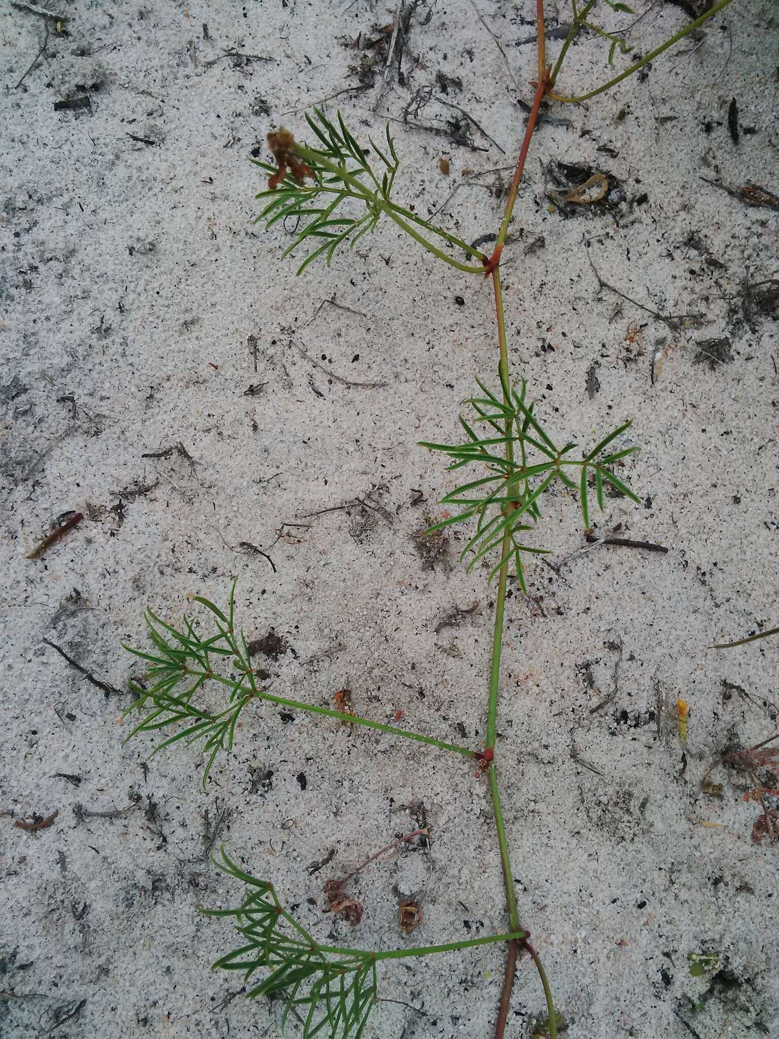 Image of Rhynchosia ferulifolia Harv.