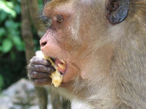 Image of Rhesus Monkey