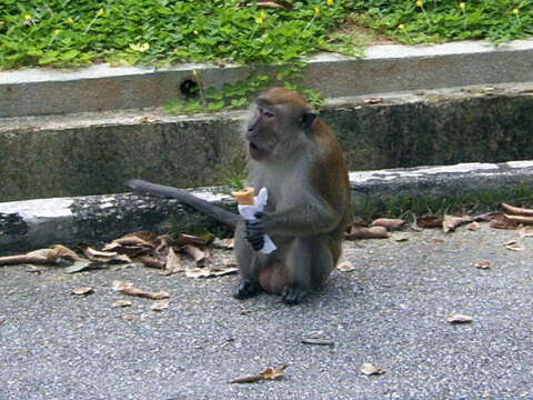 Image of Rhesus Monkey