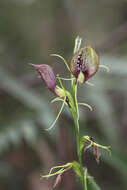 Image of Bonnet orchid