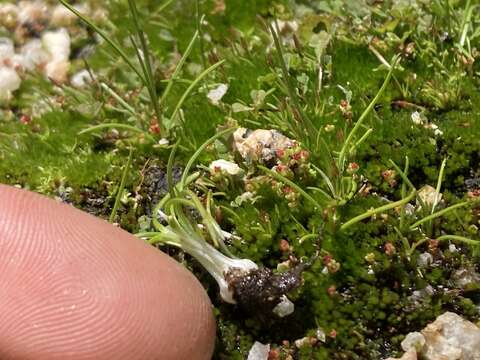 Image of Orcutt's Quillwort