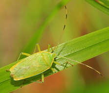 Image of Urostylis trullata Karzhner 1966