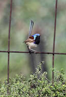 Image of Purple-backed Fairywren